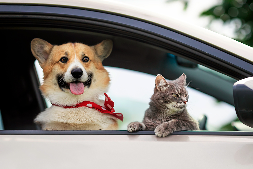 iStock-1256505295-1-1 hero image