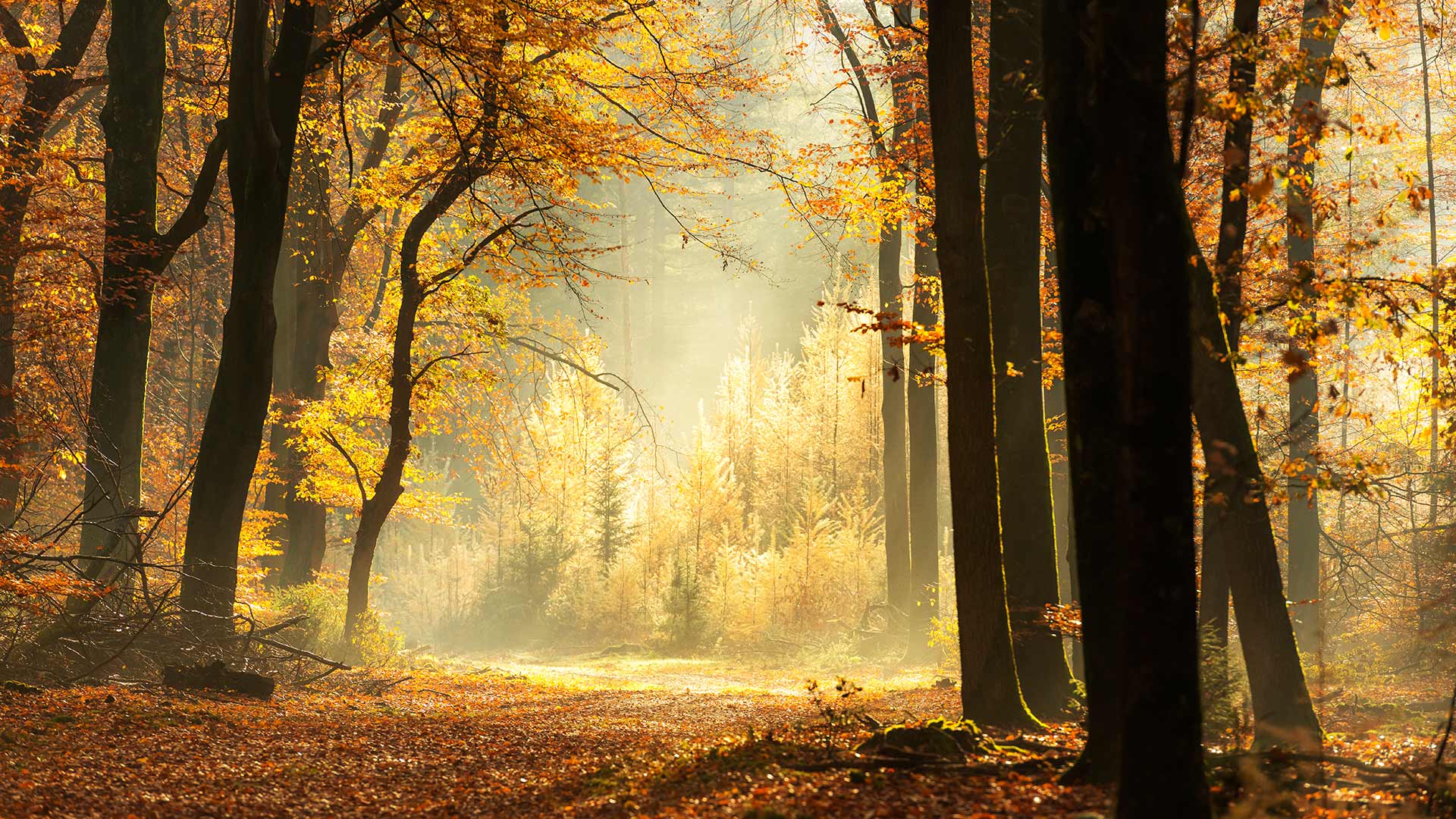 iStock-1167515659H La forêt de Tronçais, une des plus belles forêts de France (Auvergne-Rhône-Alpes)