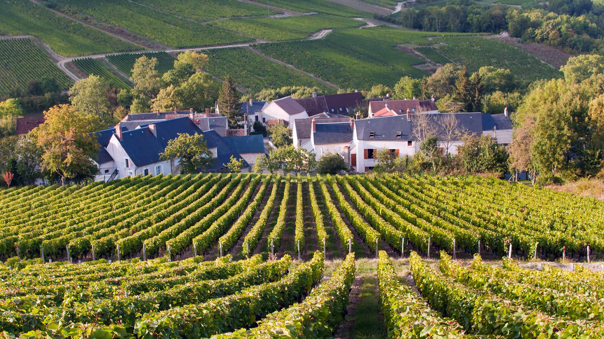 iStock-183522624H Vignobles du Sancerrois (Centre-Val-de-Loire, France)
