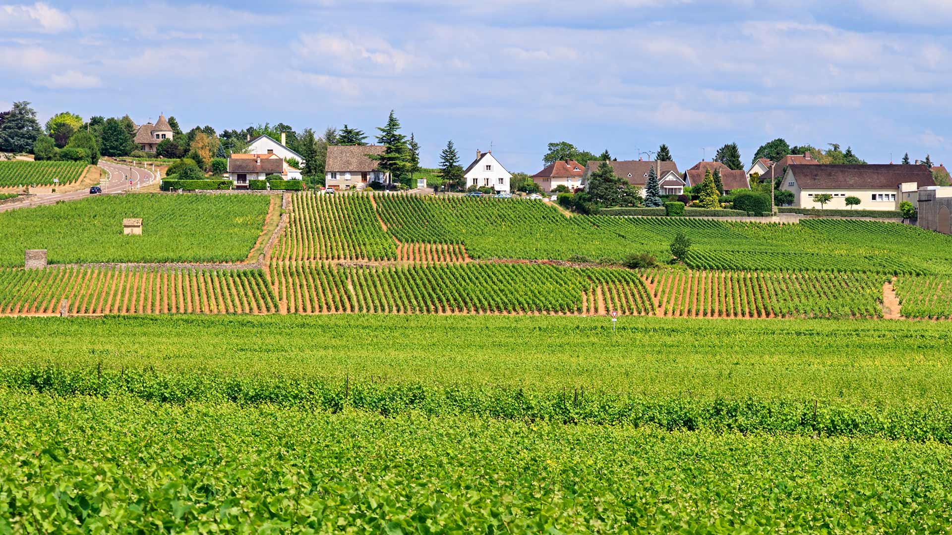 iStock-519793898H Vignobles de la Côte (Bourgogne-Franche-Comté, France)