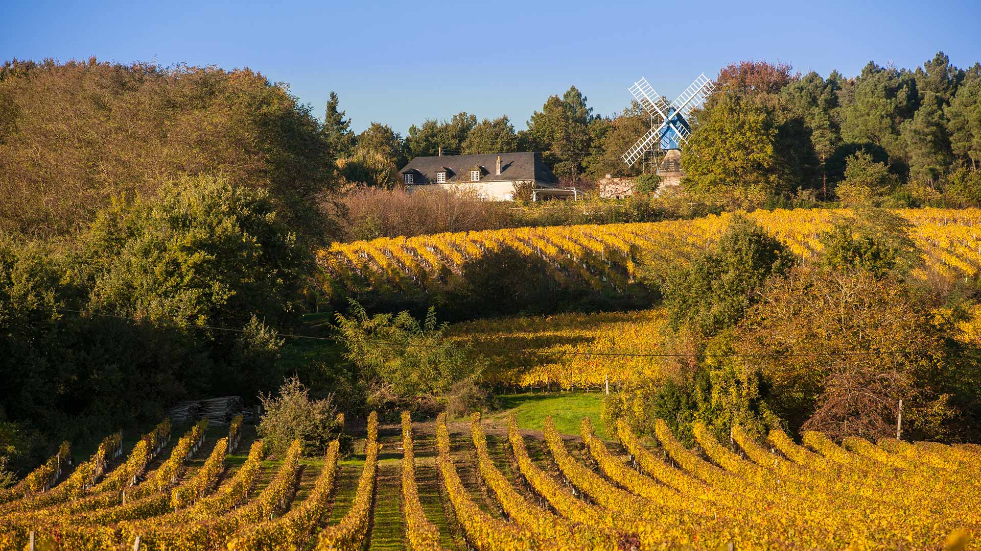 Vignobles du Moulin Bleu, près de Bourgueil (Indre-et-Loire)