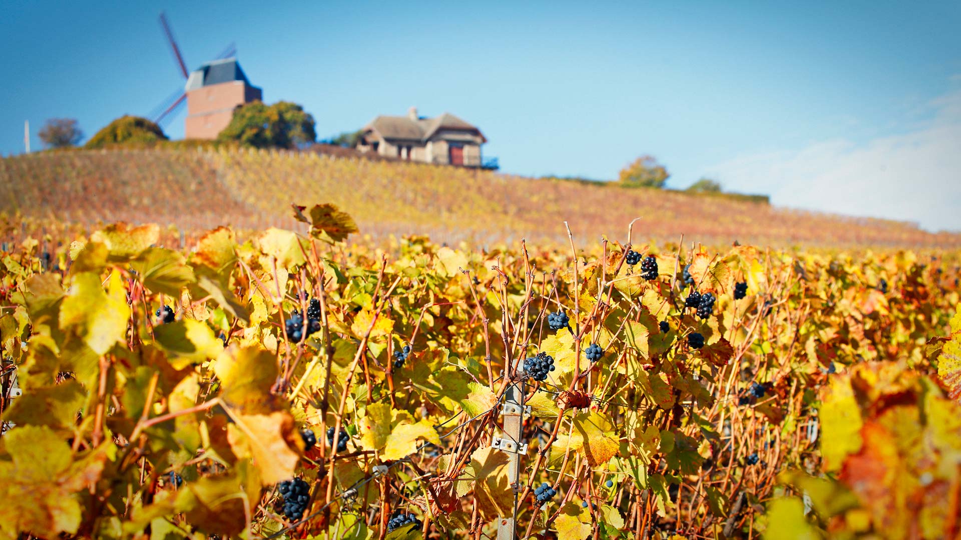 Vignobles de Champagne à Verzenay (Marne)