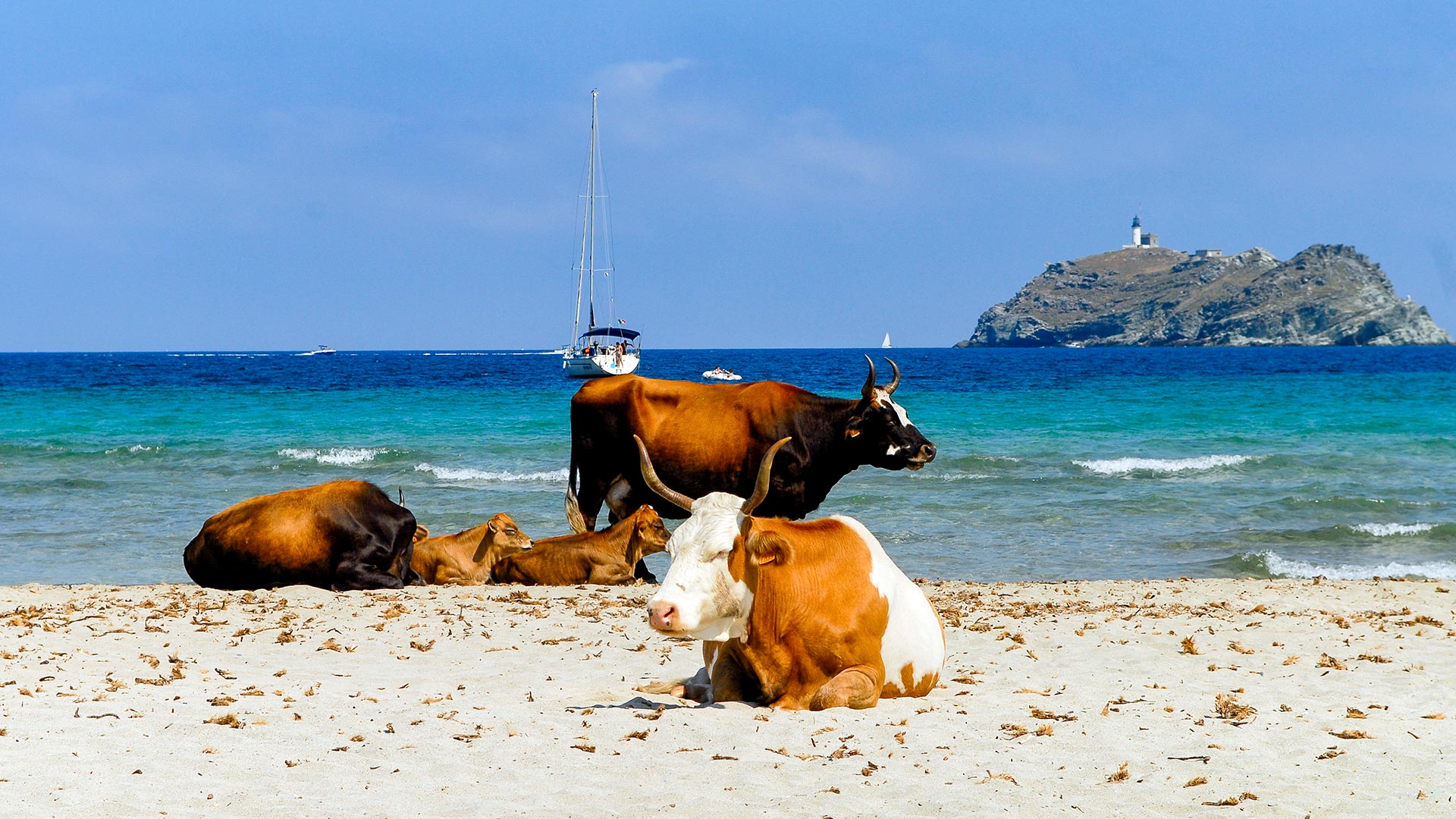 Vaches sur la plage de Barcaggio (Cap corse - Corse)