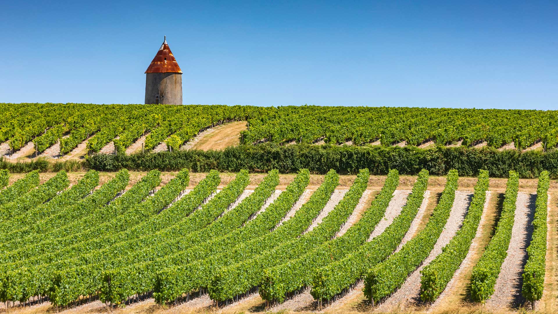 Vignoble dans la région de Cognac (Charente)