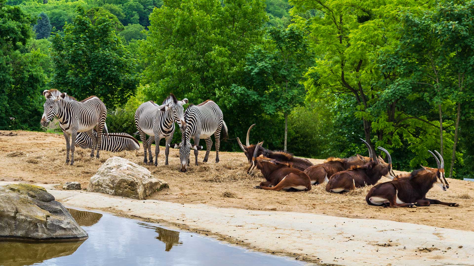 Animaux en liberté dans la Réserve du zoo de Thoiry (Yvelines)