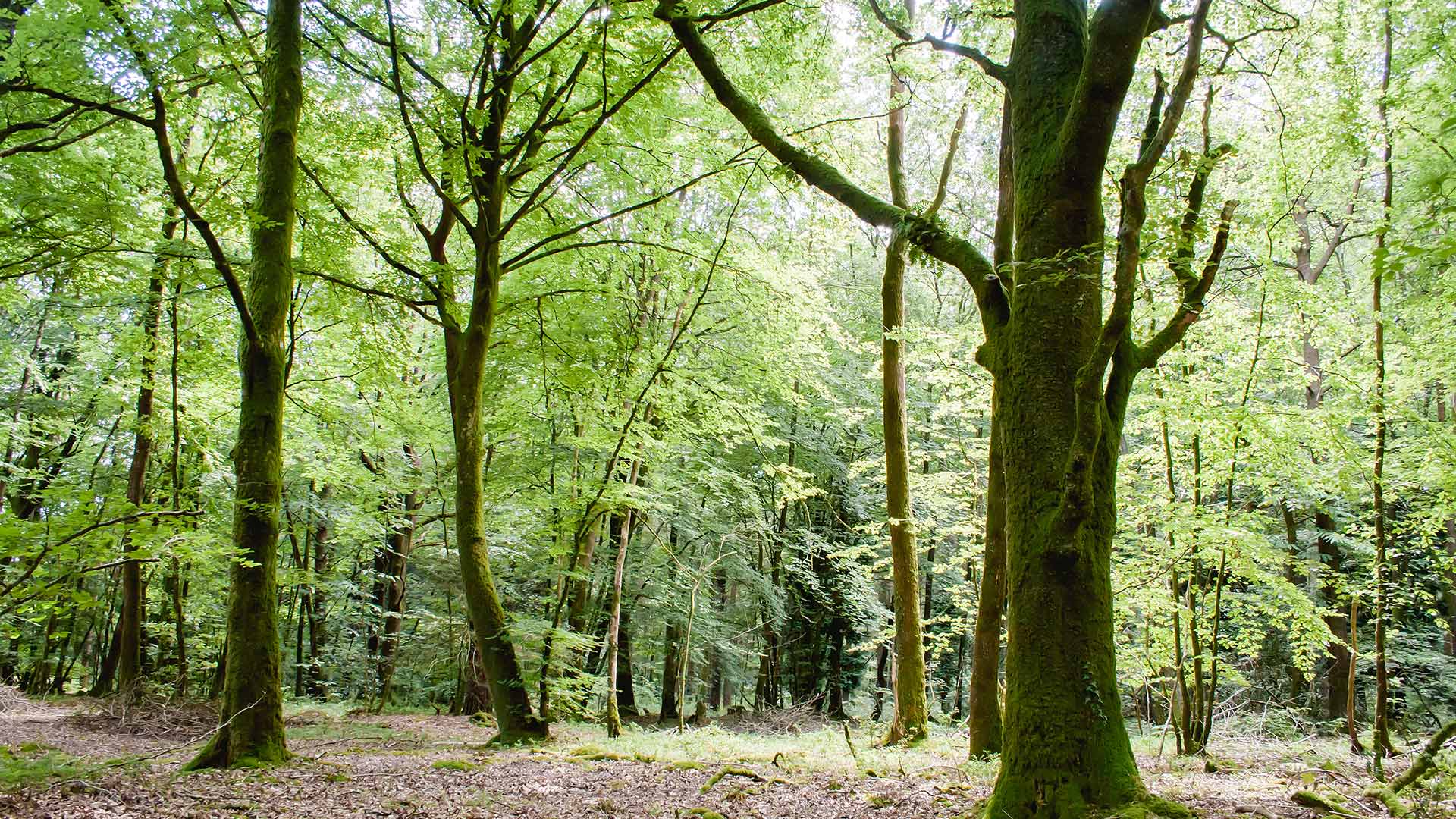 La forêt de Paimpont-Brocéliande (Bretagne)