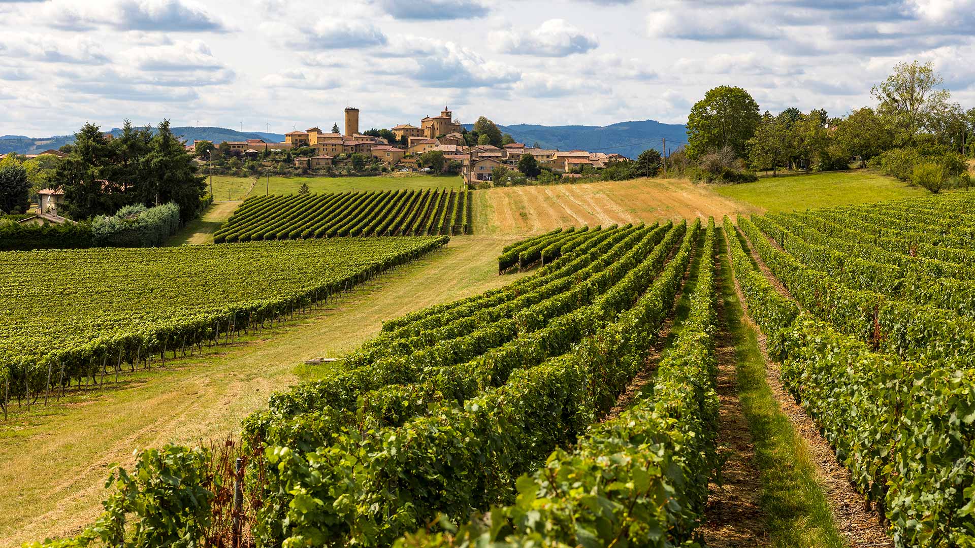 Les vignobles et le village d'Oingt sur la route des vins du Beaujolais (Auvergne-Rhône-Alpes)