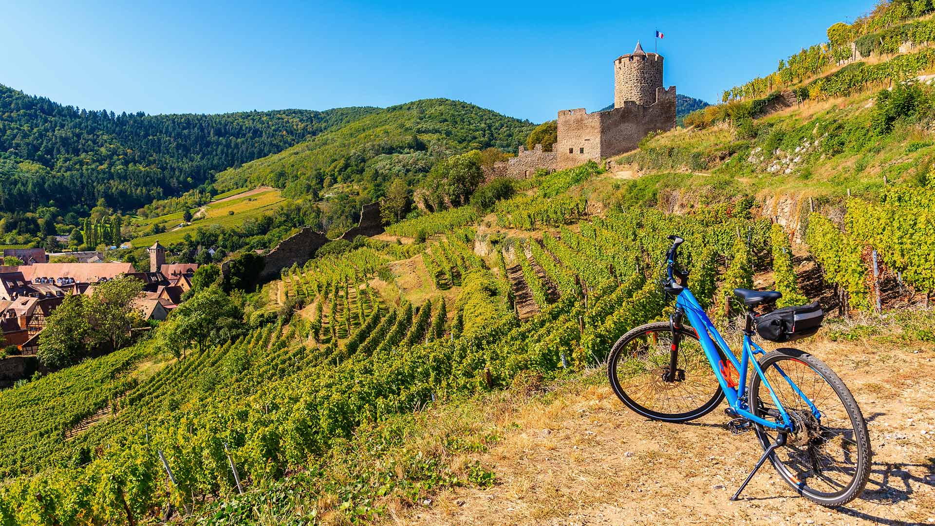 Vélo au milieu des vignes et vue sur le château de Kaysersberg sur la Route des vins d'Alsace (Grand-Est, France)