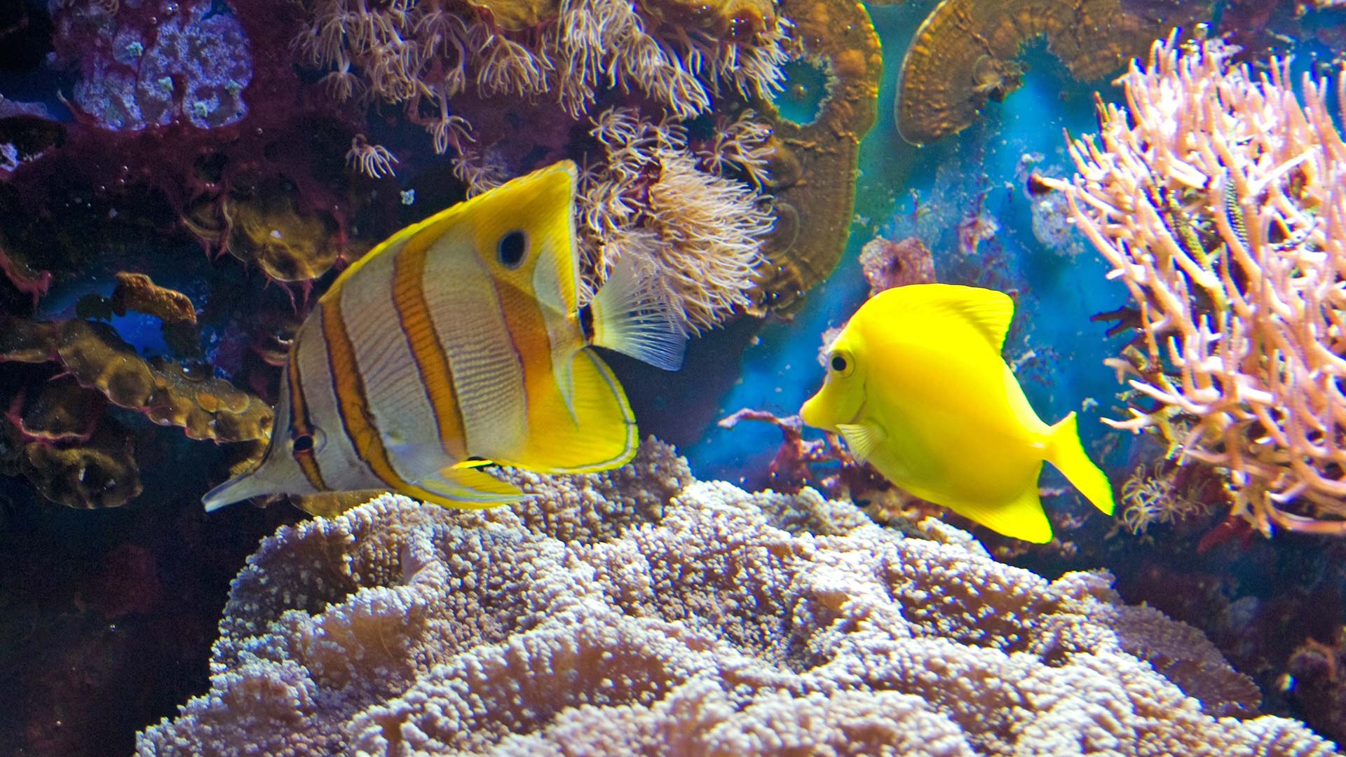 iStock-1168806099H Poissons colorés à l'Océanopolis de Brest (Bretagne, France)