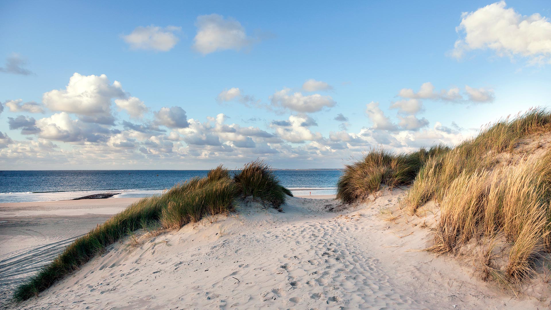 Plage et dunes sur l'île sauvage de Vlieland (Pays-Bas)