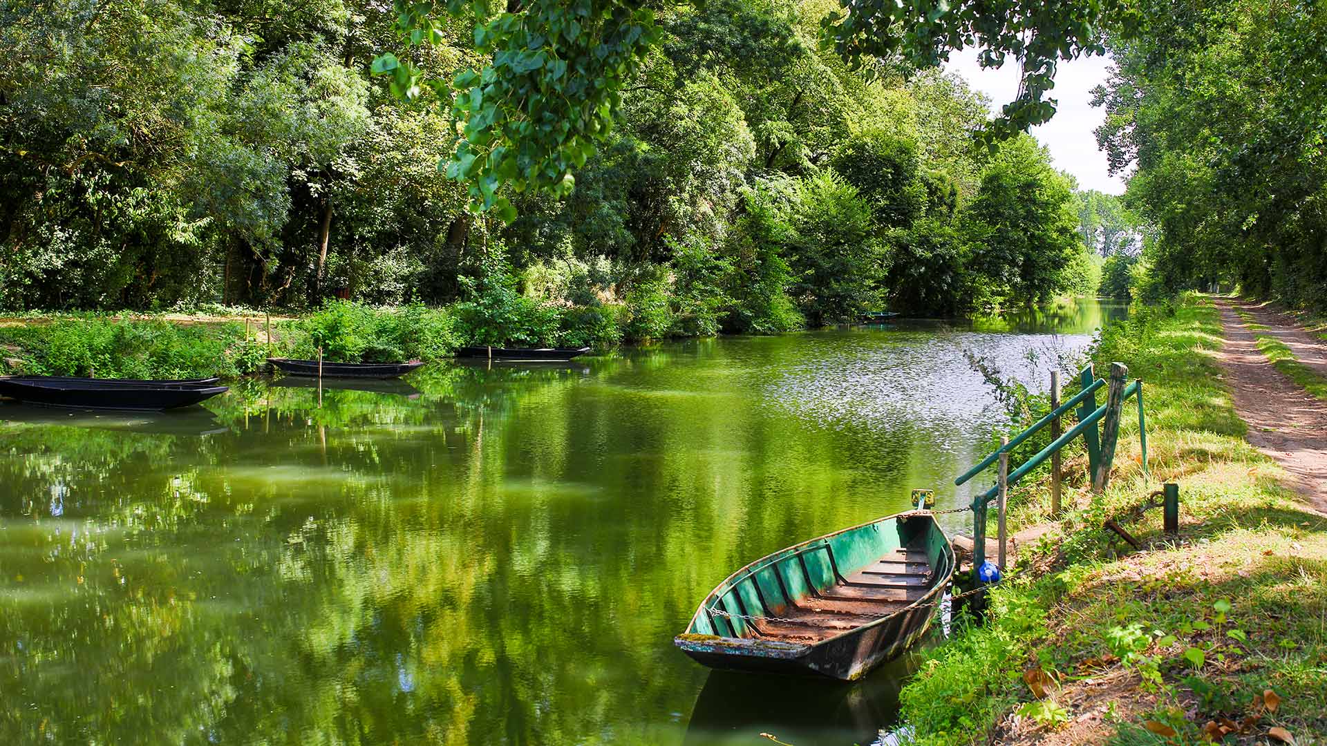 Dans le marais mouillé du Marais poitevin (Nouvelle-Aquitaine, France)