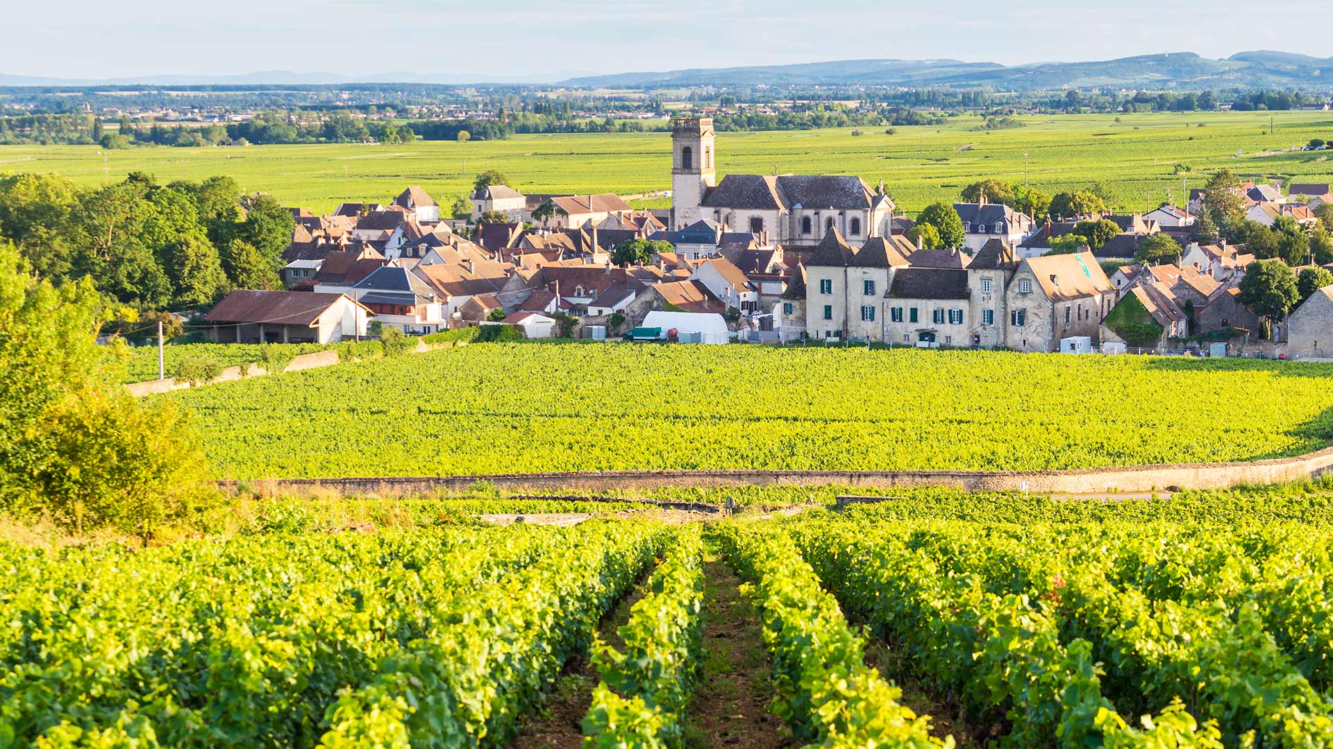Vignobles et village de Pommard (Bourgogne-Franche-Comté, France)