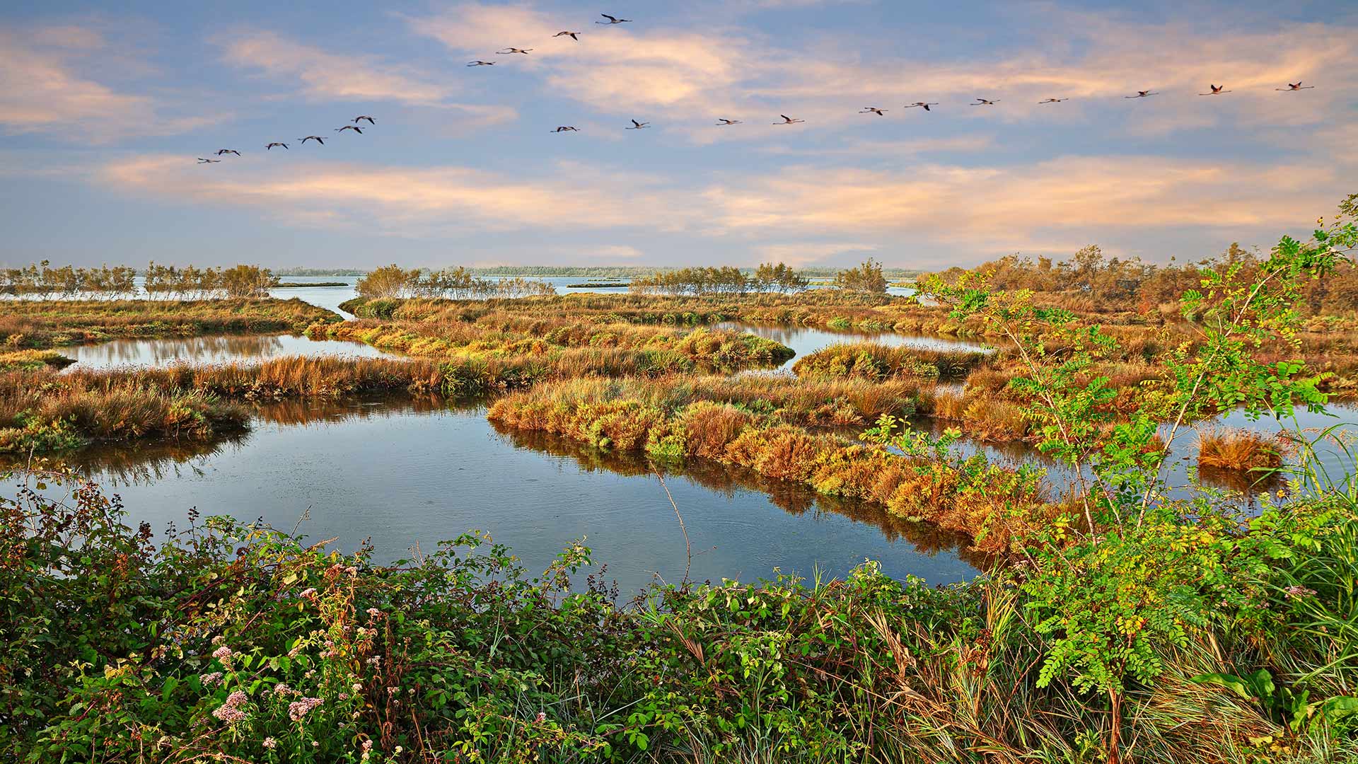 Vol de flamants roses dans le delta du Pô (Émilie-Romagne, Italie)