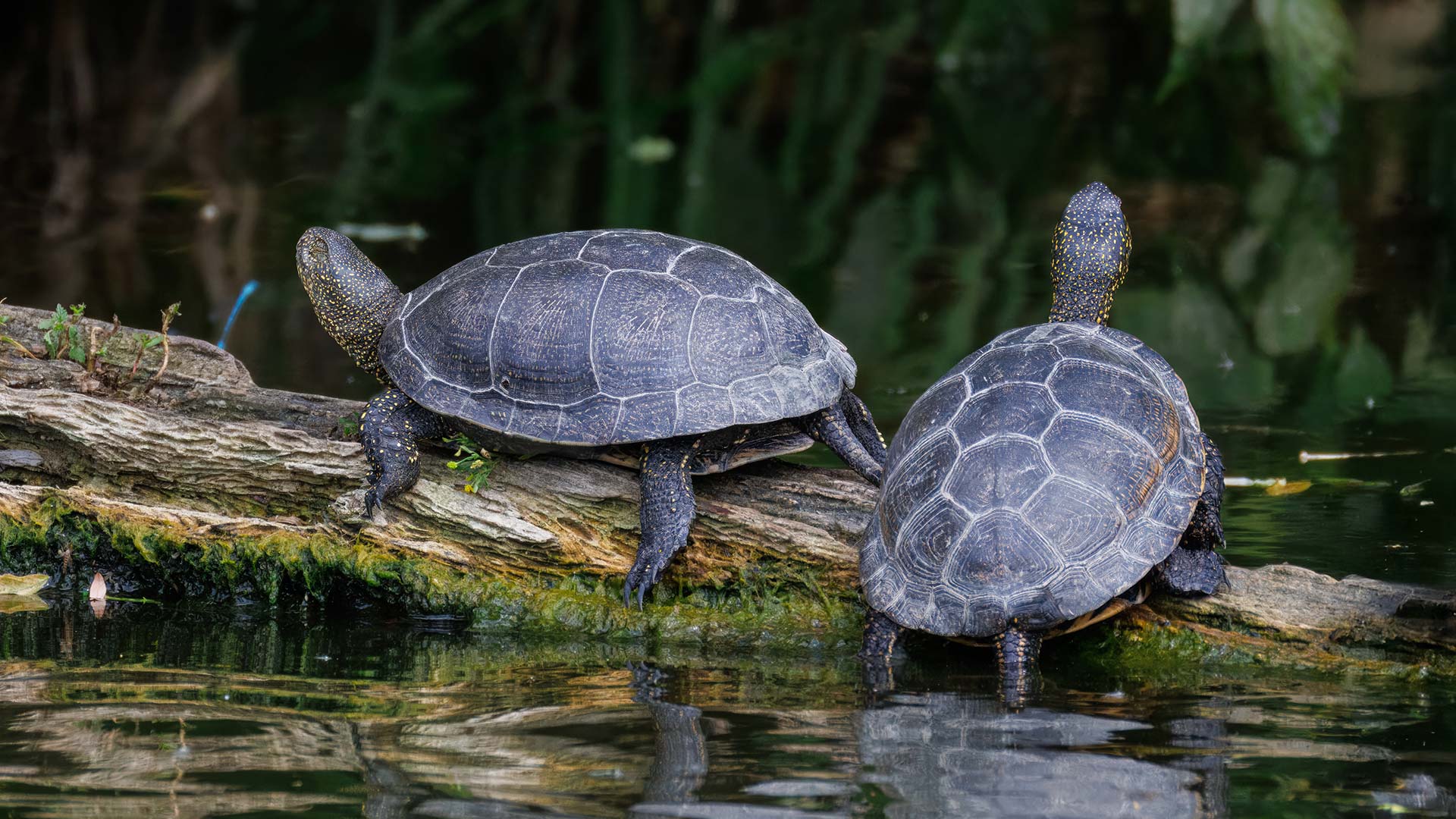 GettyImages-2274972016H Cistudes d'Europe dans le parc naturel régional de la Brenne (Centre-Val de Loire, France)